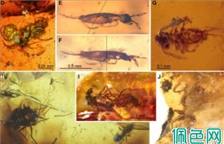 交配时变成琥珀，4100万年后还被人类围观？堪称很尴尬的事