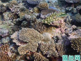 水下的奇迹：珊瑚礁、海洋生物与海洋保护的重要性